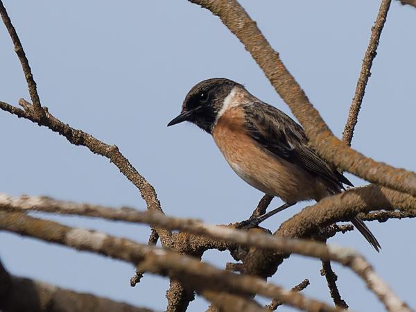 <h3><a href="/trips/marokko/biota/animalia/chordata/aves/040 passeriformes/108 muscicapidae/saxicola rubicola/saxicola rubicola-nl.html">Saxicola&nbsp;rubicola</a> / European&nbsp;stonechat / Roodborsttapuit</h3>OM-1 Mark II met OLYMPUS M.150-400mm F4.5 TC, 1/2000 sec  bij F5.6, ISO 400, afstand 27.6&nbsp;m
